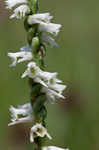 Northern slender lady's tresses